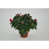 AZALEJA JAPONSKA RDEČA L12 CM