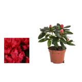 AZALEJA SLEČ L14 RHODODENDRON SIM.MIXED