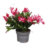 AZALEJA SOBNA L13 CM