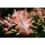 AZALEJA SOBNA L13 CM