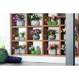 AZALEJA SOBNA L13 CM