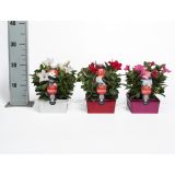 BALKONSKA RASTLINA DIPLADENIA KULTIPAK 6/1