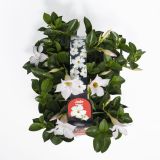 BALKONSKA RASTLINA DIPLADENIA KULTIPAK 6/1