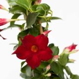 BALKONSKA RASTLINA DIPLADENIA NA OPORI L14 CM