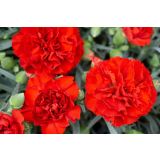 BALKONSKA RASTLINA VISEČI NAGELJ L10 CM