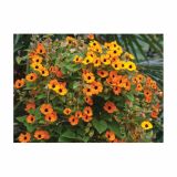 BALKONSKA RASTLINA VOLMARY THUNBERGIA ALATA L12 ČRNOOKA SUZANA SUNNY SUSY