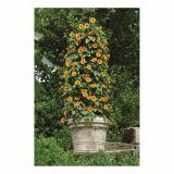 BALKONSKA RASTLINA VOLMARY THUNBERGIA ALATA L12 ČRNOOKA SUZANA SUNNY SUSY