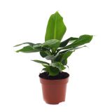 SOBNA ZELENA RASTLINA BANANOVEC L12