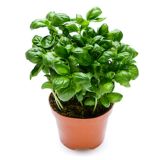 BAZILIKA BAZILIKA L10 CM