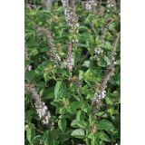 BAZILIKA VOLMARY GRMIČASTA L12