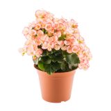 BEGONIJA BELOVE L14 MARELIČNA VIŠ 28CM