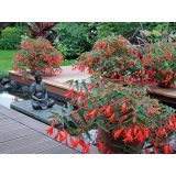 BEGONIJA BONFIRE L12