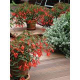 BEGONIJA BONFIRE L12