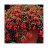 BEGONIJA BONFIRE L12