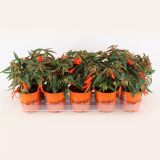 SEZONSKA RASTLINA BEGONIJA BONFIRE MIX L12