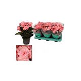 BEGONIJA EL.MOVE L12