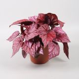 SOBNA ZELENA RASTLINA BEGONIJA INCA FLAME L12