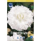 BEGONIJA LEFEBER FIMBRIATA BELA 3KOS