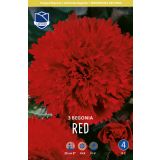 BEGONIJA LEFEBER FIMBRIATA RDEČA 3KOS