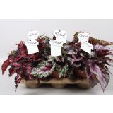 SOBNA ZELENA RASTLINA BEGONIJA MIX L12