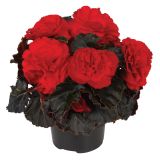 BEGONIJA TUBERHYBRIDA LONEC 12