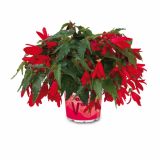 BEGONIJA VOLMARY X BOLIVIENSIS BELLAVISTA L12