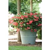 BEGONIJA ZMAJEVO KRILO L12 DRAGON WING