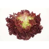 LISTNA ZELENJAVA L'ORTO FRUTTIFERO BERIVKA 8/1 MATADOR KULTIPAK