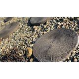 BETONSKA PLOŠČA SEMMELROCK STEPPING STONE 35/30/3.8-4.2 CM RJAVA