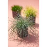 TRAVE BILNICAL COMPACTA BLUE L10.5