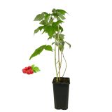 MALINA BIO RDEČA L19