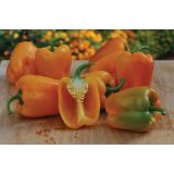 PLODOVKE VOLMARY BLOK PAPRIKA ALMIRA MIDI YELLOW