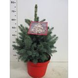 SMREKA BODEČA SUPER BLUE L28 VIŠ 50CM