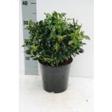 BODIKA BLUE MAID L19