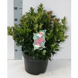 BODIKA BLUE MAID L26