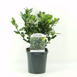 BODIKA BLUE PRINCE (MOŠKI) L2 L