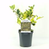 BODIKA GOLDEN KING L2 L