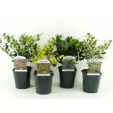 BODIKA ILEX AQUIFOLIUM-BOŽJE DREVCE L17 CM