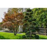 BODIKA ILEX CRENATA L26