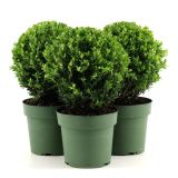 BODIKA JENNY KROGLA FI 20 CM L2 L