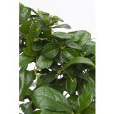 BONSAJ MIX OKR. LONEC L15