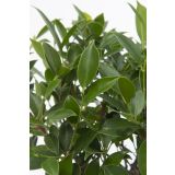 BONSAJ MIX OKR. LONEC L15