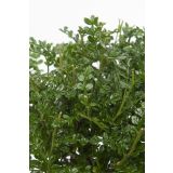 BONSAJ MIX OKR. LONEC L15