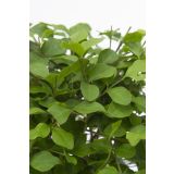 BONSAJ MIX OKR. LONEC L22