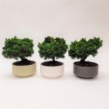 BONSAJ V OKRASNEM LONCU L15