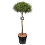 BOR ČRNI 'MARIE BREGEON' L38