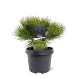 BOR DENSIFLORA LOW GLOW L3 L