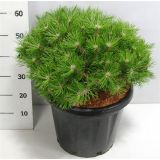 BOR JAPONSKI RDEČI LOW GLOW L38