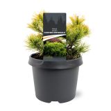 BOR MUGO CARSTEN'S WINTERGOLD L3 L