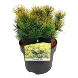 BOR PINUS MUGO OPHIR L23 CM L3 L